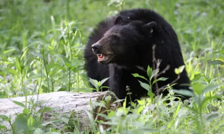 Wildlife in Great Smoky Mountains National Park – A Visitor’s Guide
