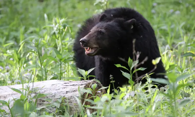 Wildlife in Great Smoky Mountains National Park – A Visitor’s Guide