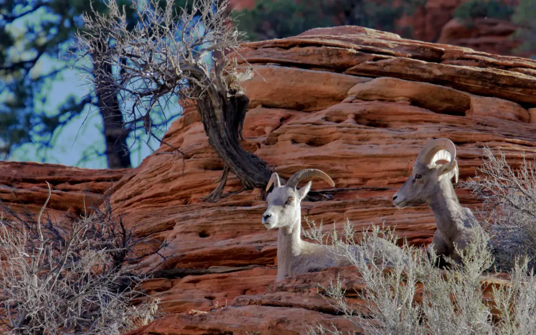 Wildlife 5 Wildlife in Zion National Park – A Visitor’s Guide