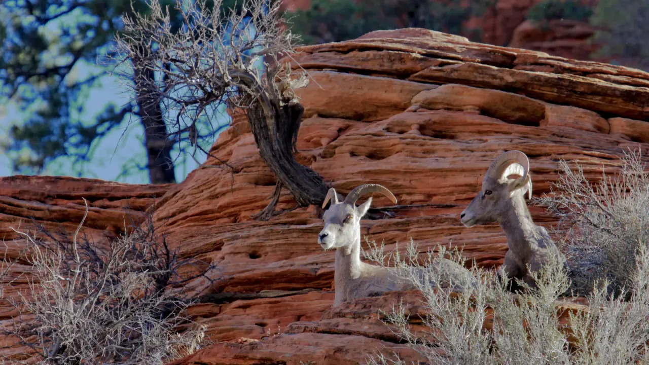 Desert bighorn sheep in Zion National Park