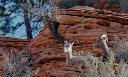 Wildlife in Zion National Park – A Visitor’s Guide