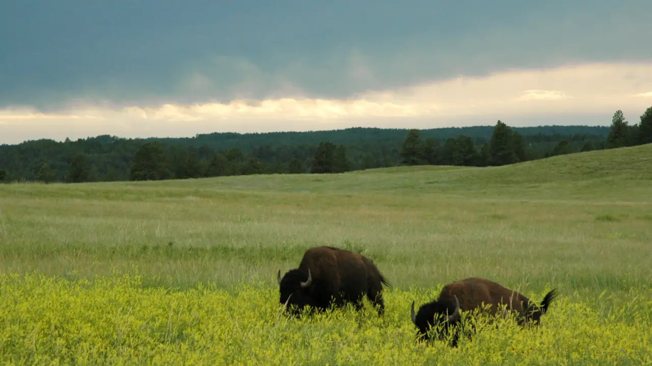 Bison grazing among yellow sweetclover in Wind Cave National Park