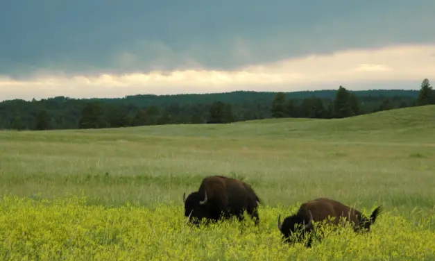 Wind Cave National Park – A Visitor’s Guide