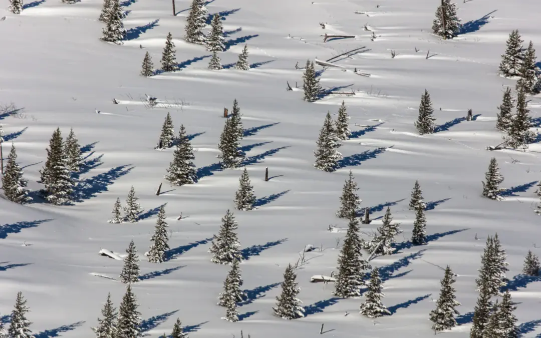 Yellowstone National Park Campgrounds – A Visitor’s Guide