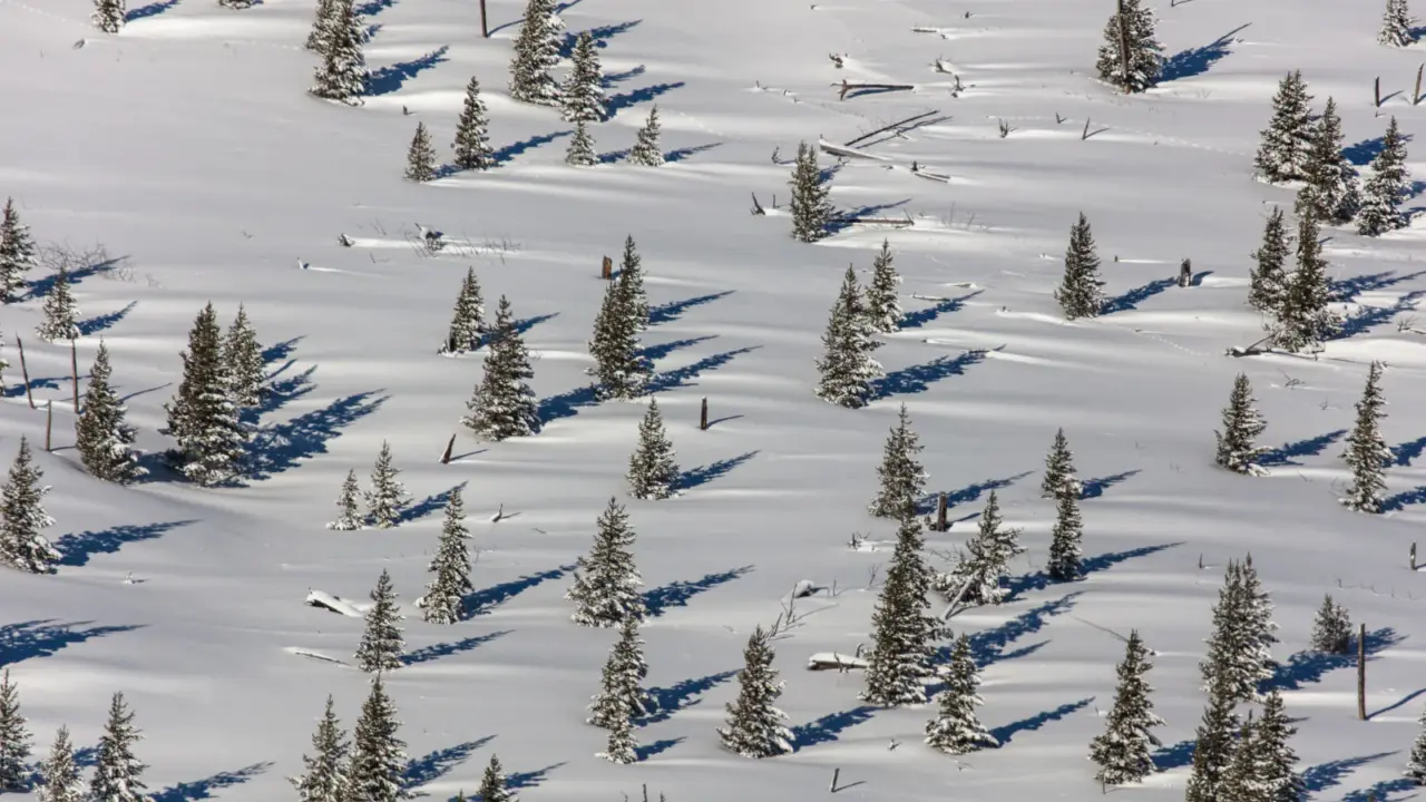 Snow-covered trees casting shadows in Yellowstone National Park