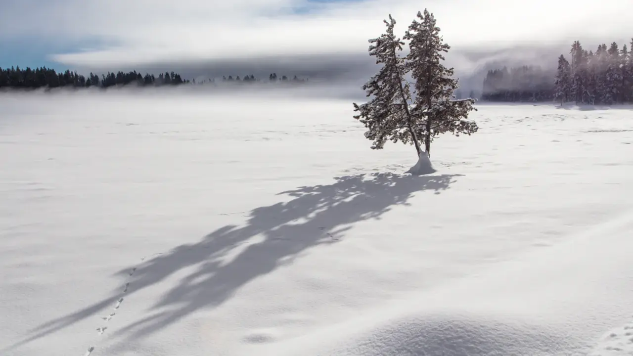 Weasel tracks and long shadows near a lone tree in Yellowstone National Park