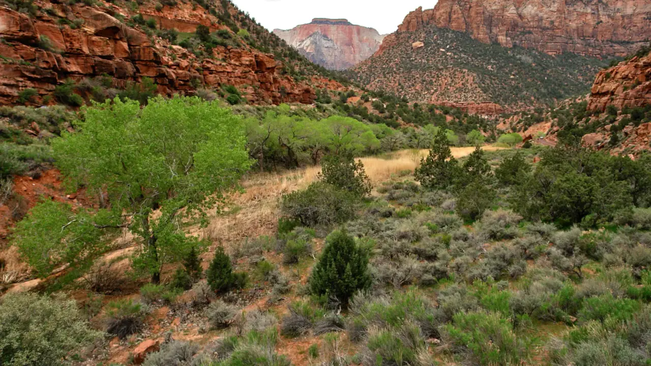 Steep red cliffs of Zion Canyon in Zion National Park