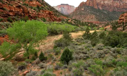 Zion National Park – A Visitor’s Guide