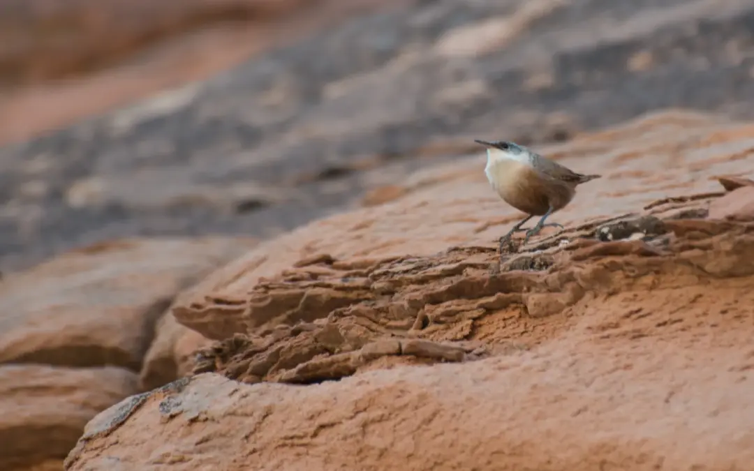 Wildlife 1 Arches National Park Wildlife – A Visitor’s Guide