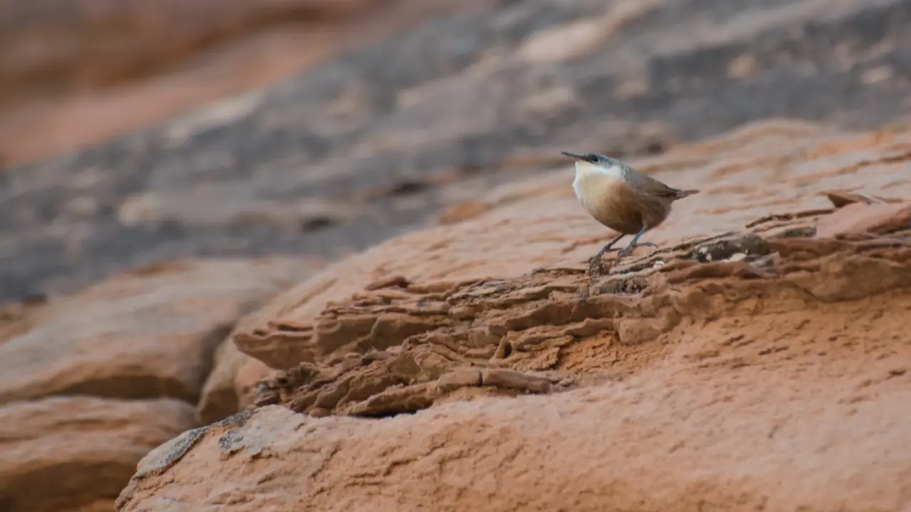 Canyon wren perched in Arches National Park