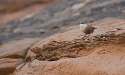 Arches National Park Wildlife – A Visitor’s Guide