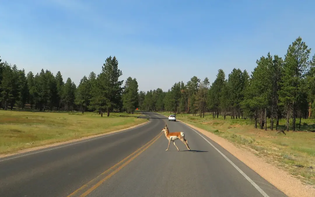 Wildlife 2 Bryce Canyon National Park Wildlife – A Visitor’s Guide