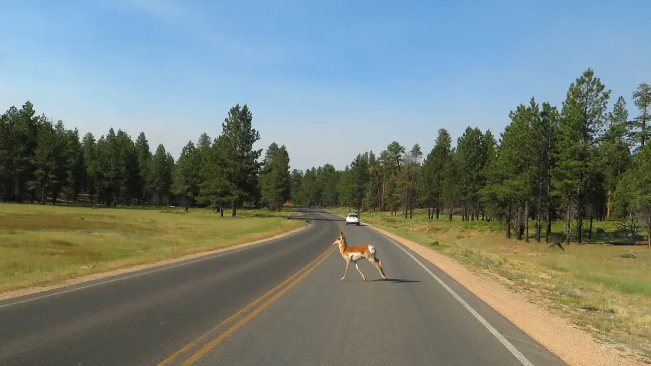 Pronghorn standing in Bryce Canyon National Park