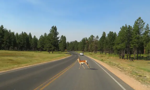 Bryce Canyon National Park Wildlife – A Visitor’s Guide