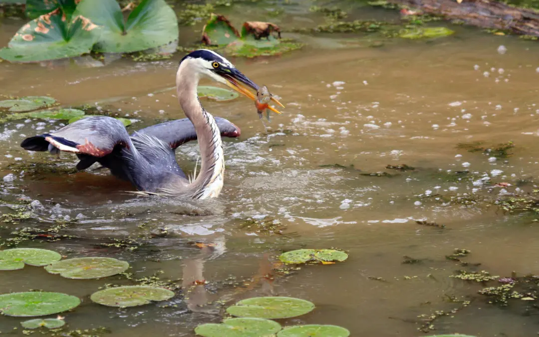 Wildlife 4 Cuyahoga Valley National Park Wildlife – A Visitor’s Guide