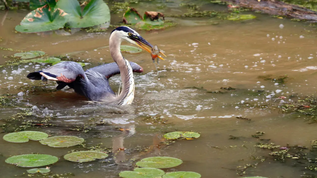 Great blue heron catching a fish in Cuyahoga Valley National Park