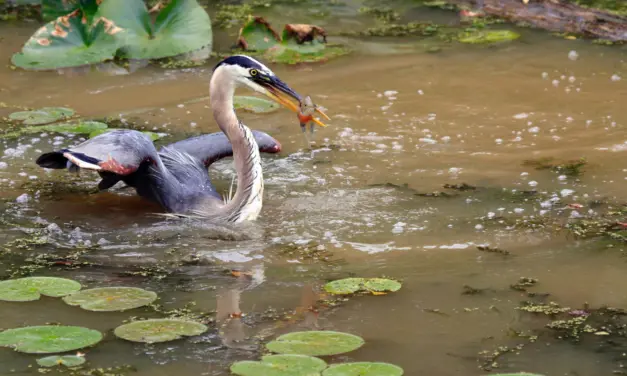 Cuyahoga Valley National Park Wildlife – A Visitor’s Guide