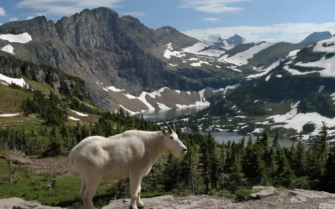 Wildlife 7 Wildlife in Glacier National Park – A Visitor’s Guide