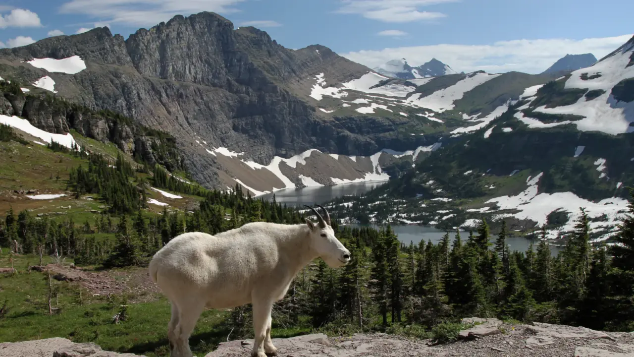 Mountain goat at Hidden Lake in Glacier National Park