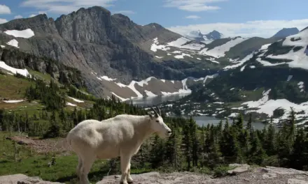 Wildlife in Glacier National Park – A Visitor’s Guide