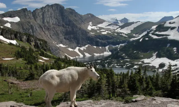Wildlife in Glacier National Park – A Visitor’s Guide