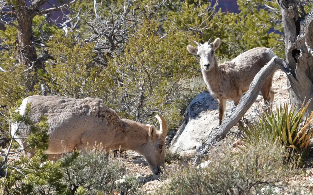 Wildlife 2 Grand Canyon National Park Wildlife – A Visitor’s Guide