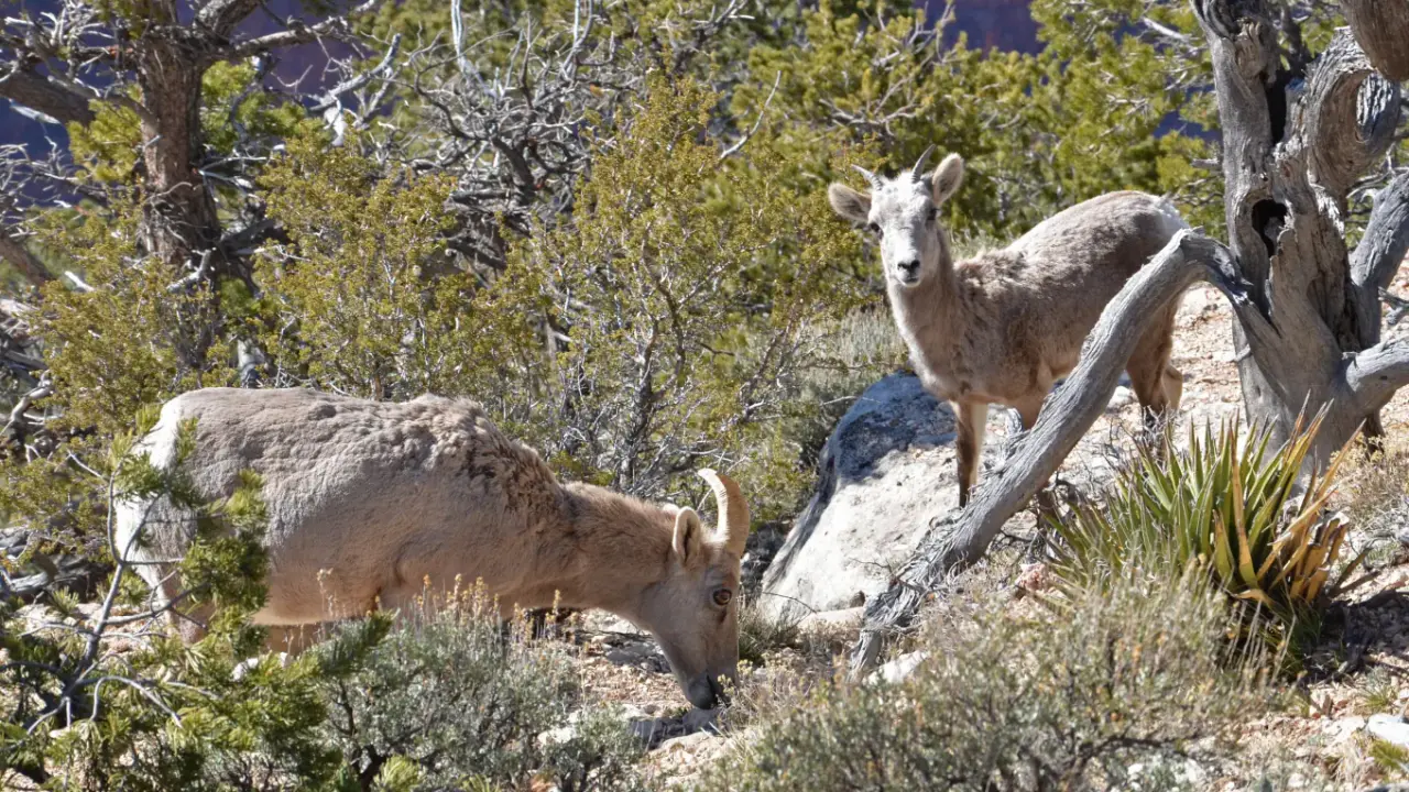 Two desert bighorn sheep on a wooded slope in Grand Canyon National Park