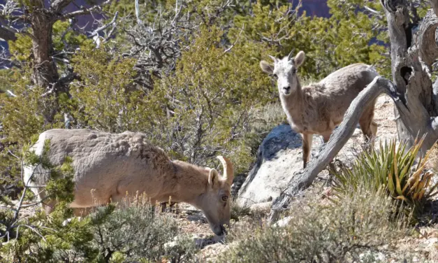 Grand Canyon National Park Wildlife – A Visitor’s Guide