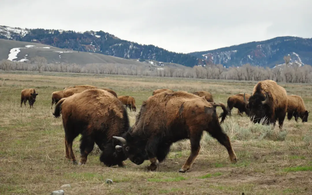 Wildlife 10 Wildlife in Grand Teton National Park – A Visitor’s Guide