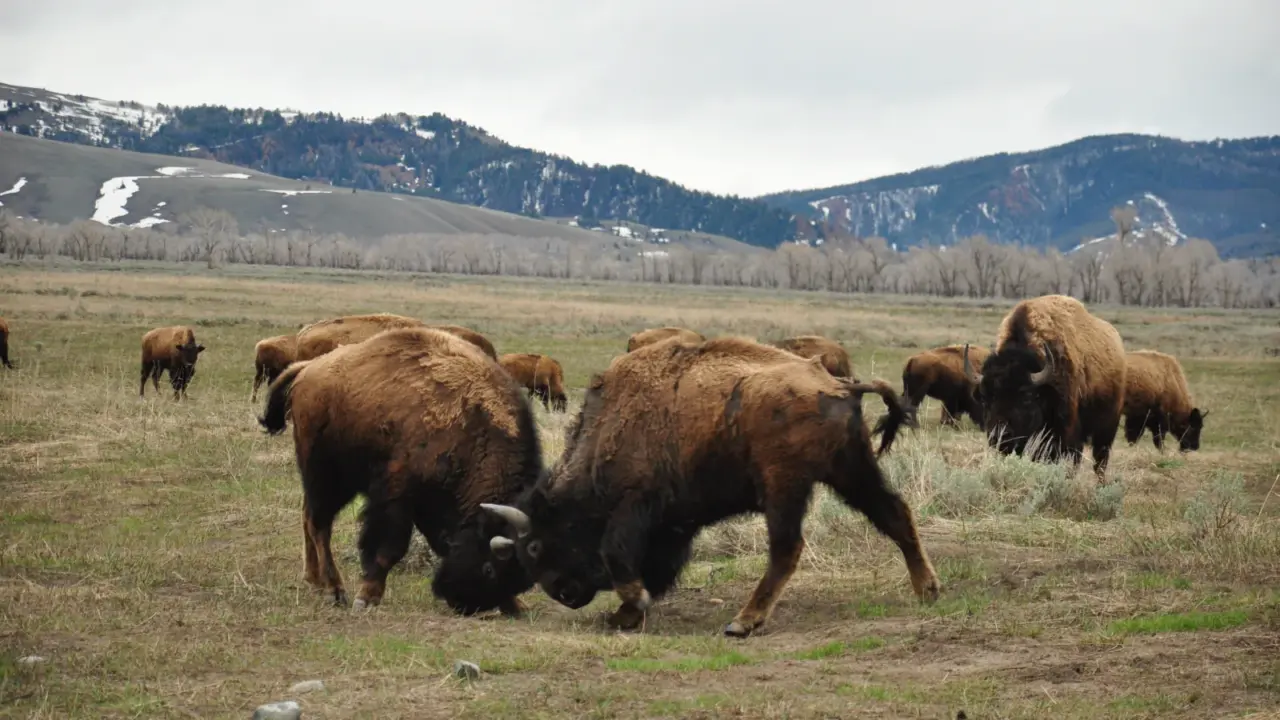 Two bison sparring before a herd in Grand Teton National Park