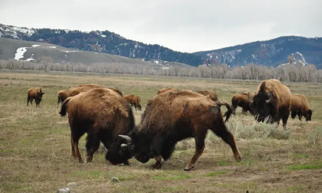 Wildlife in Grand Teton National Park – A Visitor’s Guide
