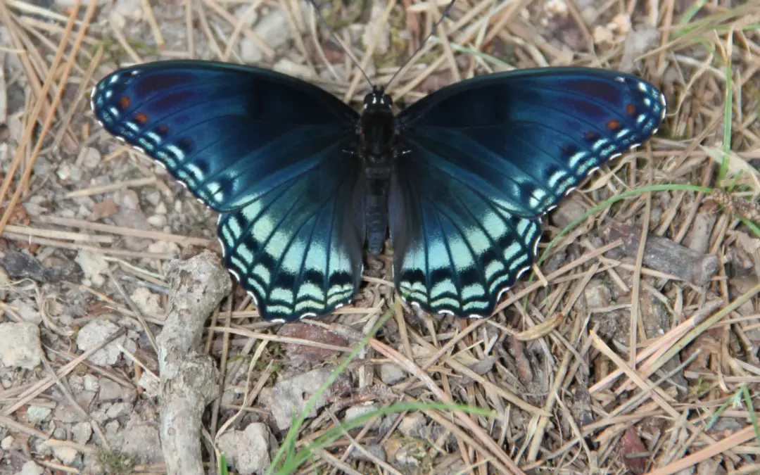 Wildlife 3 Hot Springs National Park Wildlife – A Visitor’s Guide