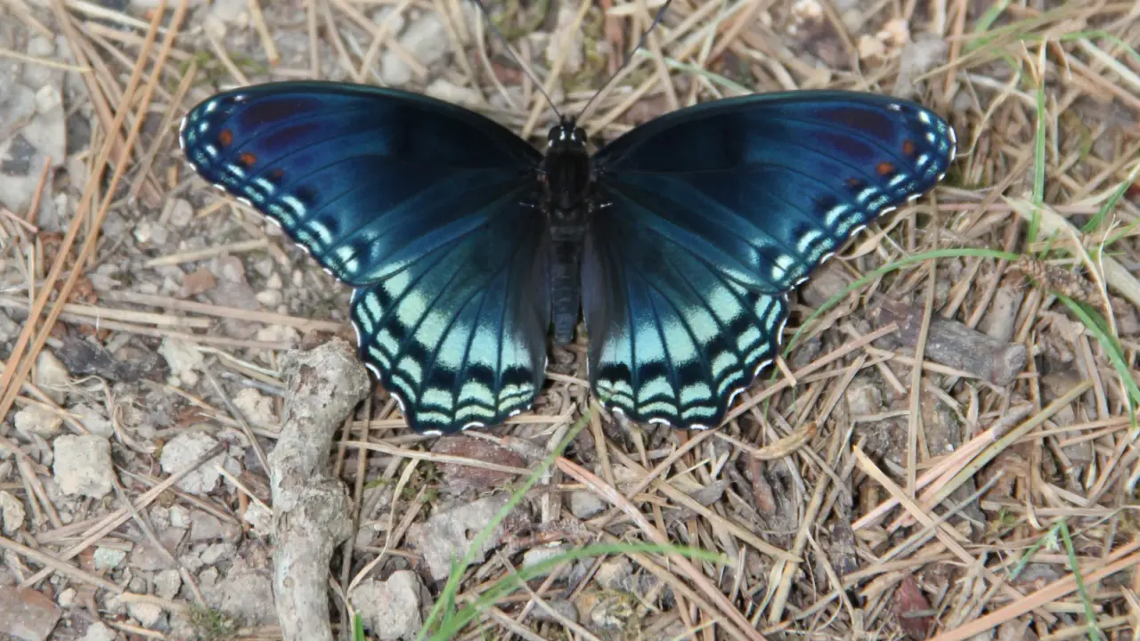 Red-spotted purple butterfly with open wings in Hot Springs National Park