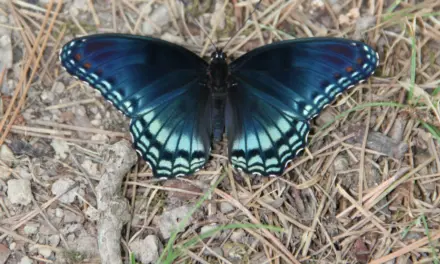 Hot Springs National Park Wildlife – A Visitor’s Guide