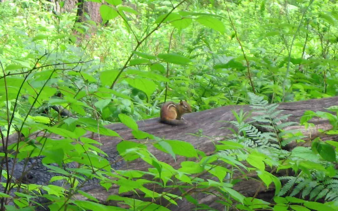 Wildlife 8 Wildlife in Indiana Dunes National Park – A Visitor’s Guide