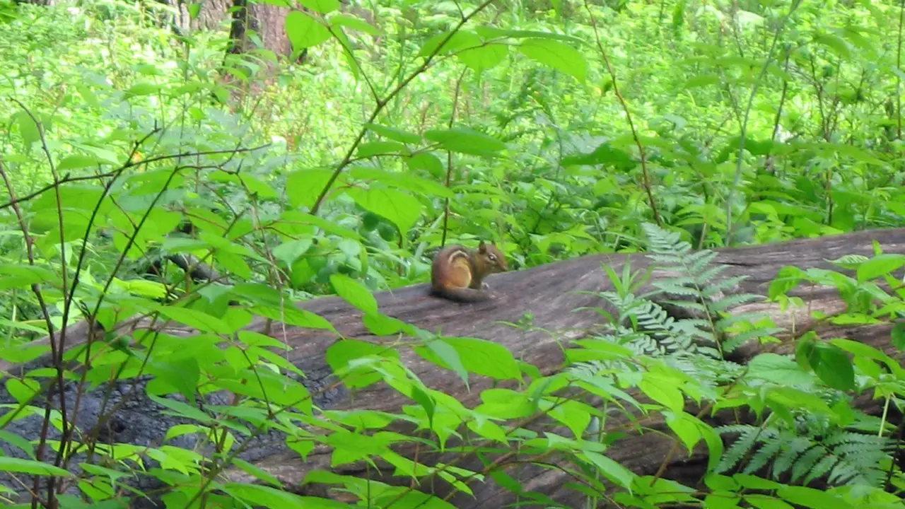 Eastern chipmunk perched on a fallen log in Indiana Dunes National Park
