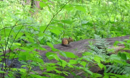 Wildlife in Indiana Dunes National Park – A Visitor’s Guide