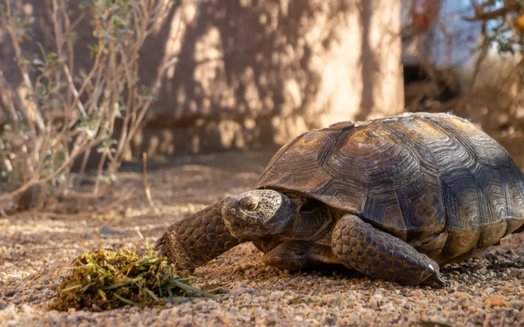 Wildlife 6 Wildlife in Joshua Tree National Park – A Visitor’s Guide