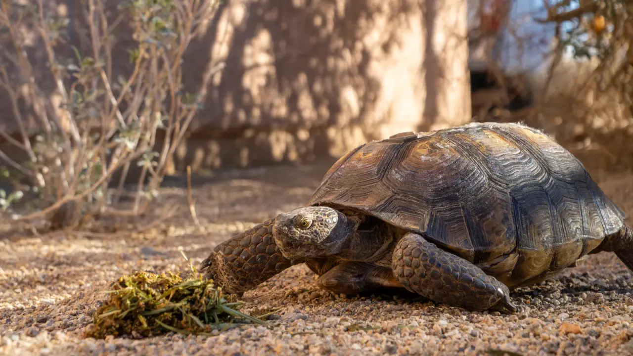 Injured desert tortoise beside food in Joshua Tree National Park