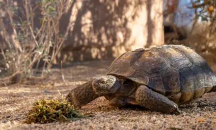 Wildlife in Joshua Tree National Park – A Visitor’s Guide