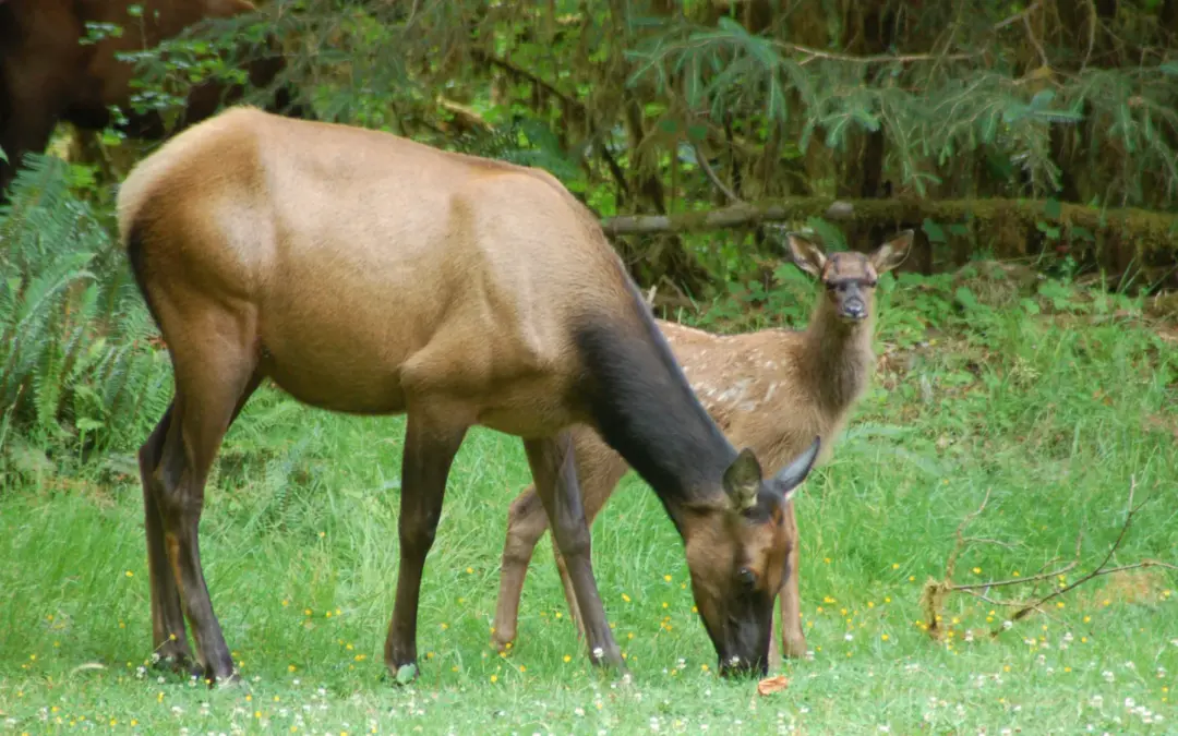 Wildlife 5 Wildlife in Olympic National Park – A Visitor’s Guide