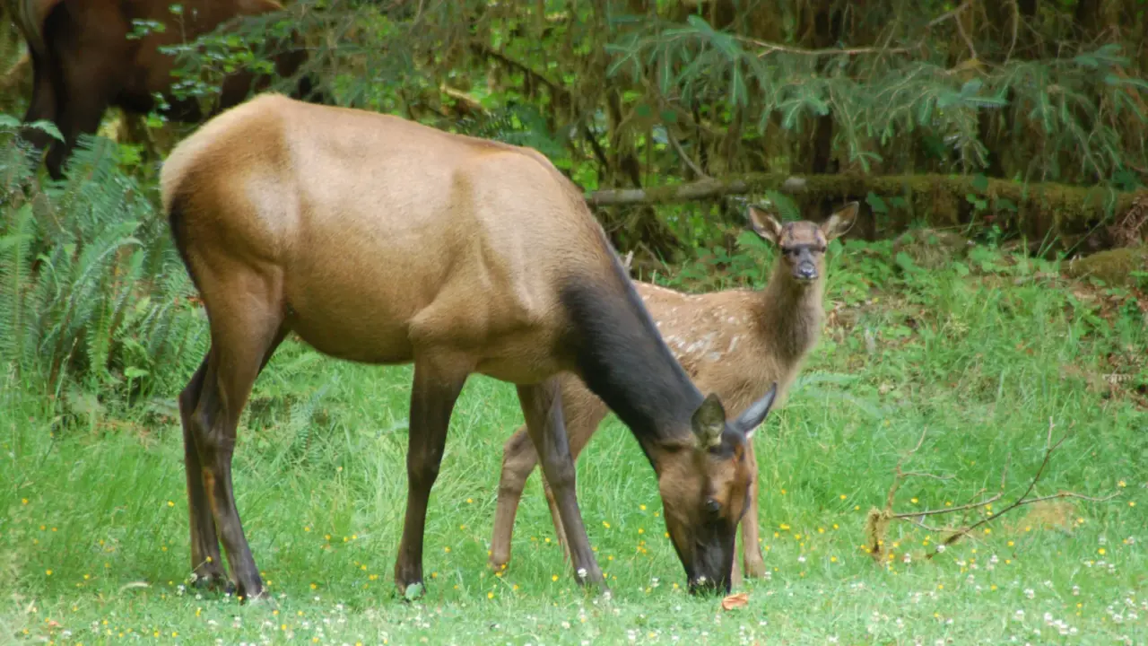 Cow elk and fawn in the Hoh Rain Forest of Olympic National Park