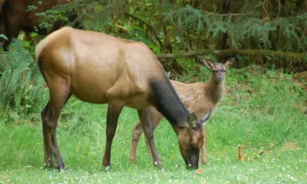 Wildlife in Olympic National Park – A Visitor’s Guide