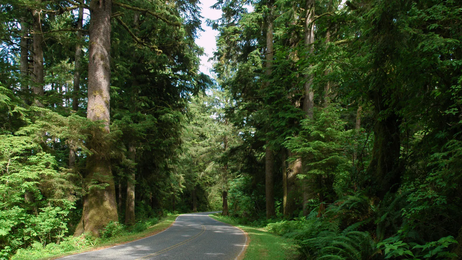 Mora Road curving through the rainforest in Olympic National Park