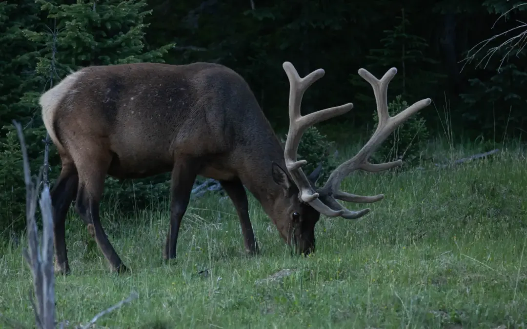 Wildlife 1 Wildlife in Rocky Mountain National Park – A Visitor’s Guide