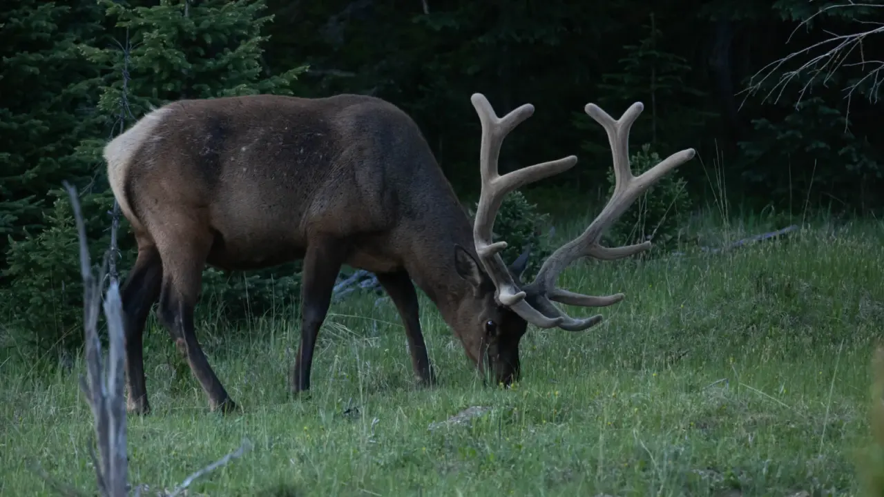 Bull elk grazing in Rocky Mountain National Park