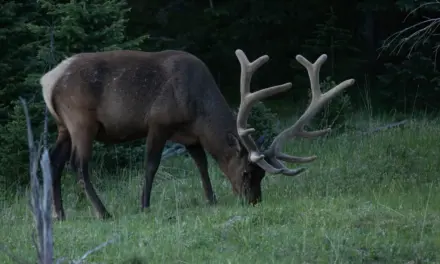 Wildlife in Rocky Mountain National Park – A Visitor’s Guide