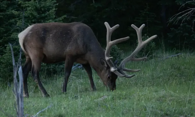 Wildlife in Rocky Mountain National Park – A Visitor’s Guide