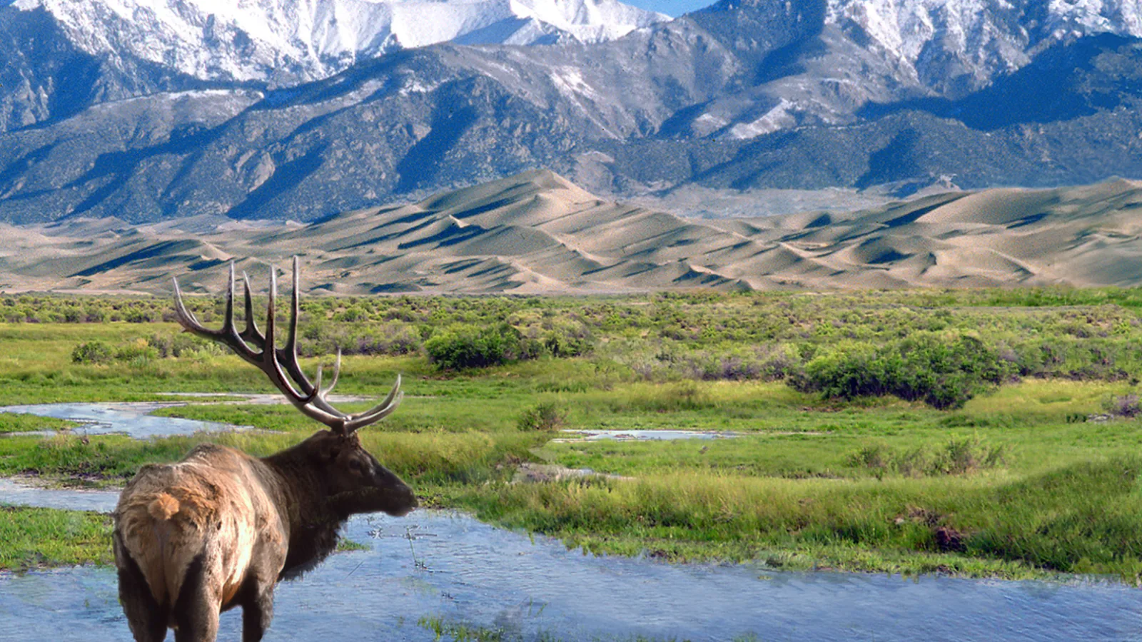 Bull elk beside Big Spring Creek in Great Sand Dunes National Park