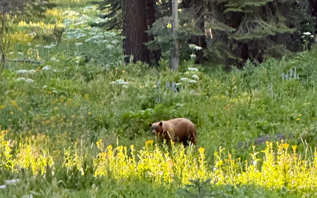 Wildlife 9 Yosemite National Park Wildlife – A Visitor’s Guide